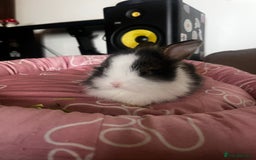 Lionhead rabbits for sale: Double-Maned Lionhead’s for sale 🐰❤️ - Image 5