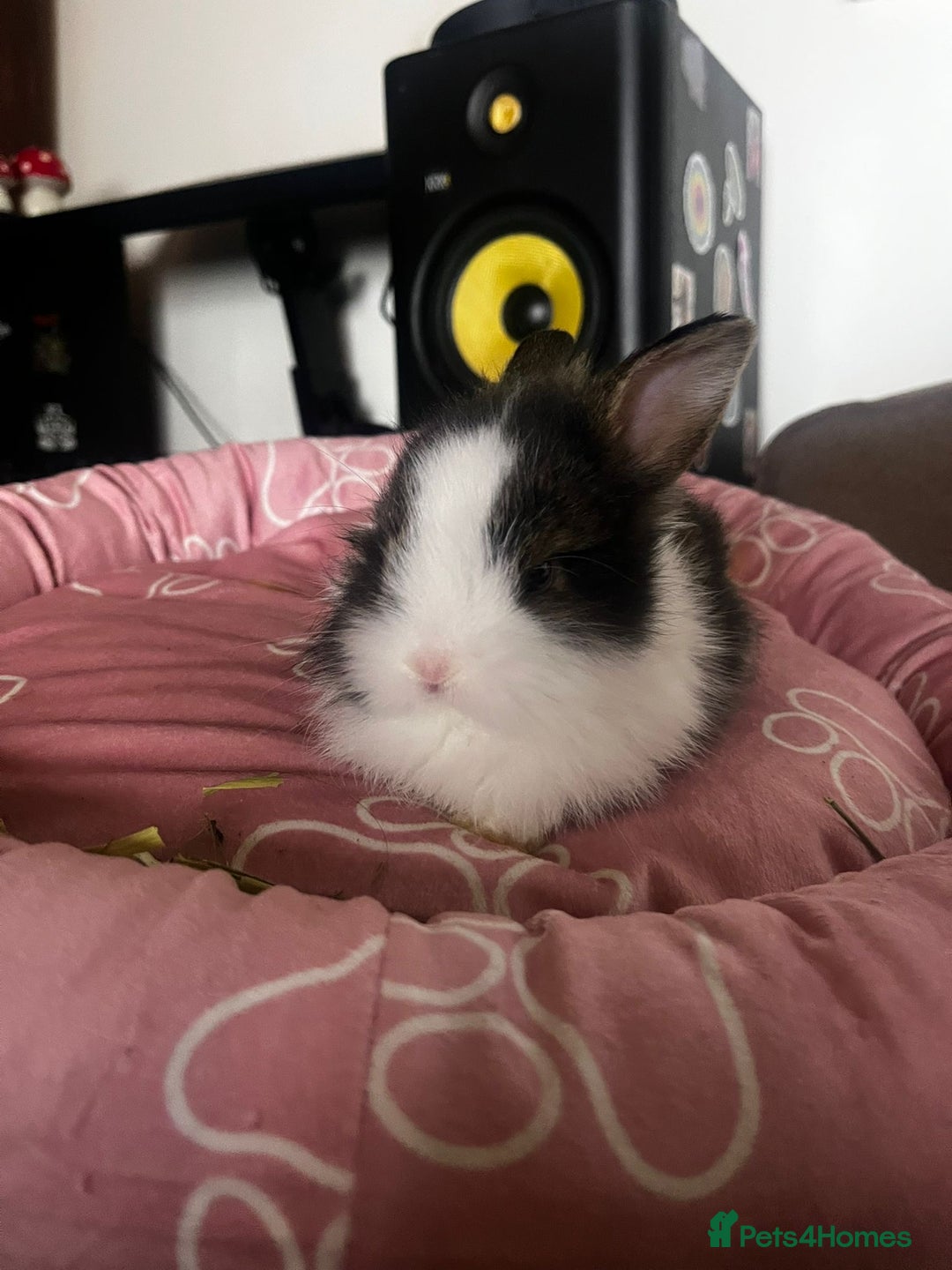 Lionhead rabbits for sale: Double-Maned Lionhead’s for sale 🐰❤️ - Image 5