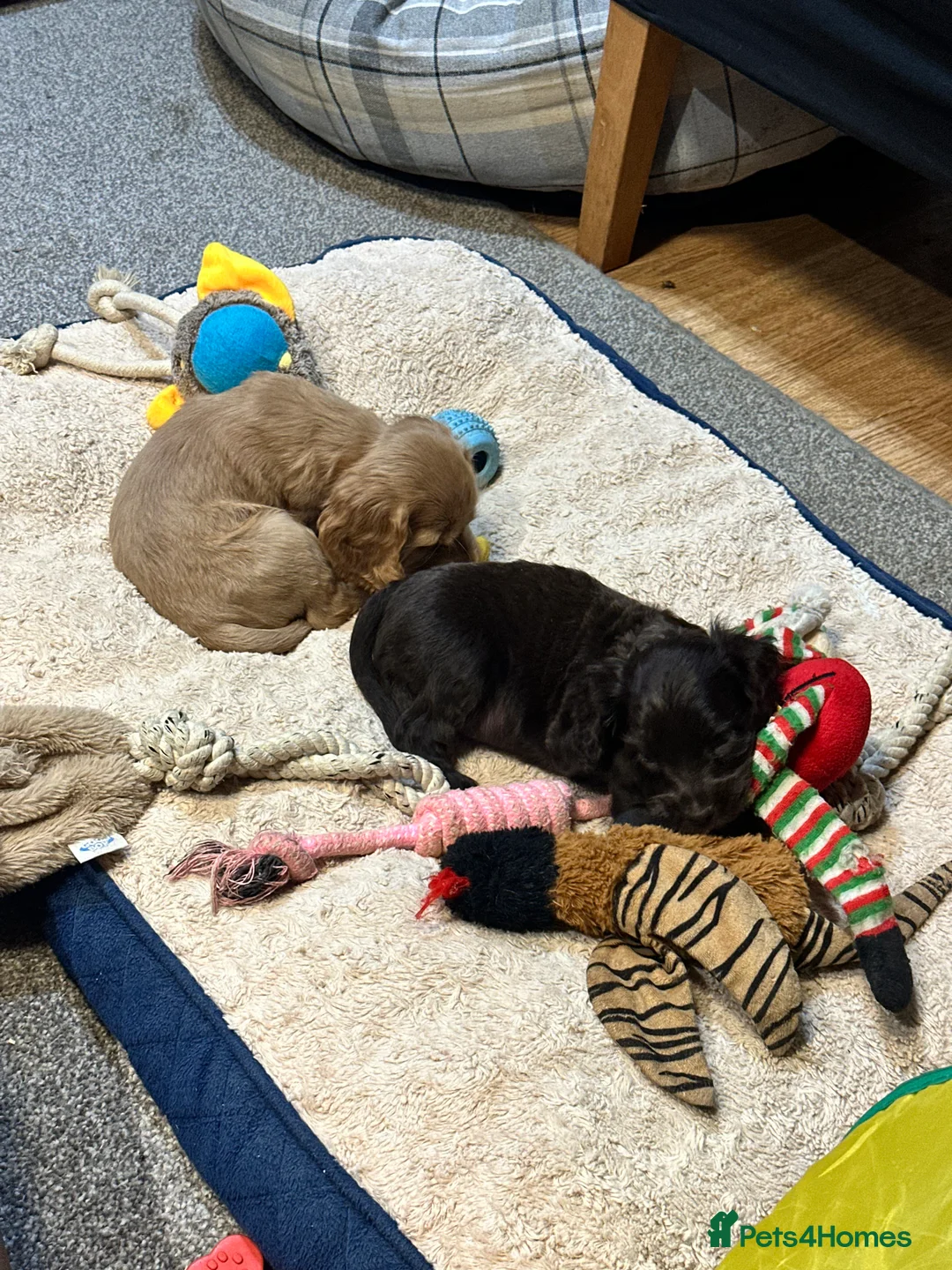 Cocker Spaniel dogs for sale: Beautiful show type chocolate and gold girls - Advert 3