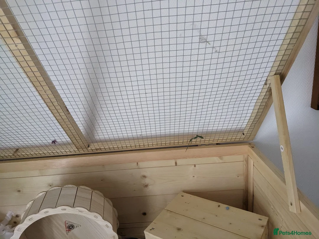 Hamster rodents for sale: Syrian Hamster to re-home  in Penrith - Advert 7