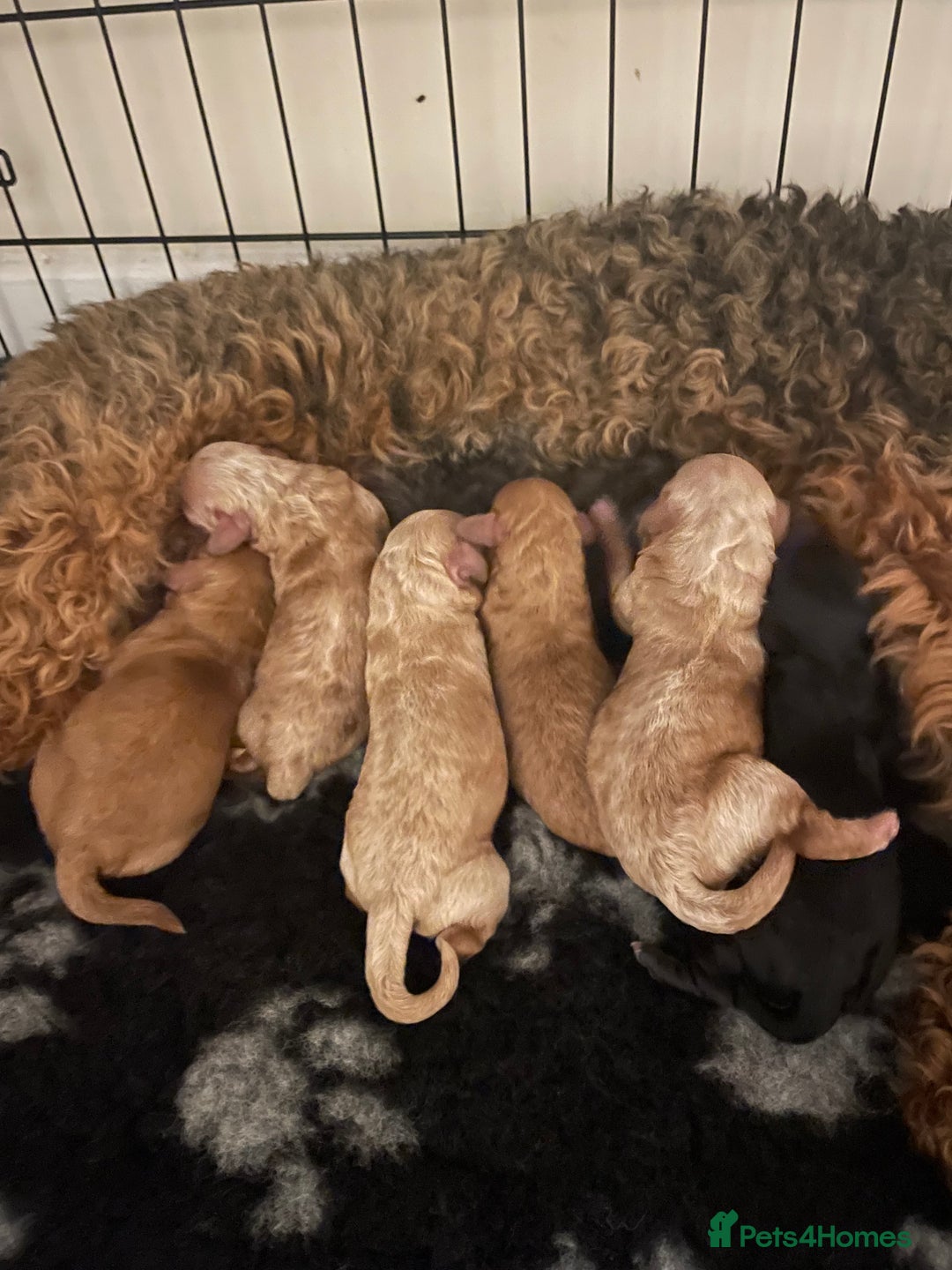 Poochon dogs for sale: Poochon Red Girl  - Image 2