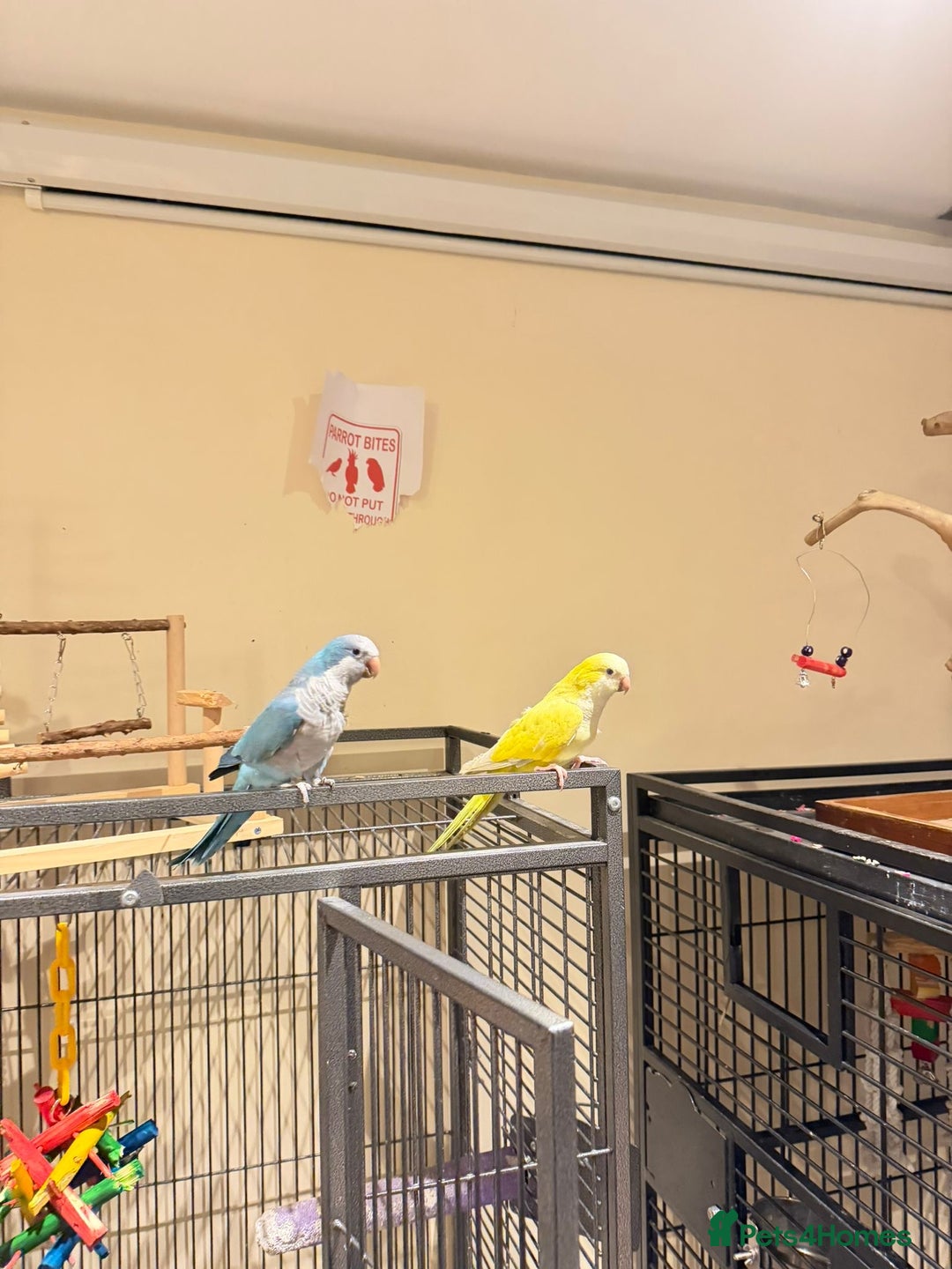 Budgerigars birds for sale: Blue and Yellow Quakers for sale!!  - Advert 3