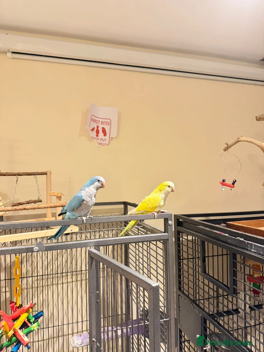 Budgerigars birds for sale: Blue and Yellow Quakers for sale!!  - Advert 3