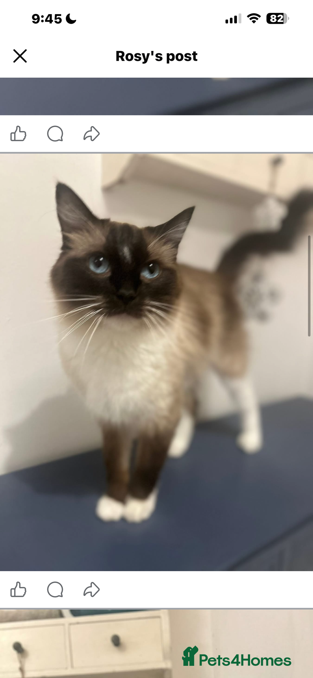 Ragdoll cats for sale: Two lovely ragdoll cats  - Advert 2