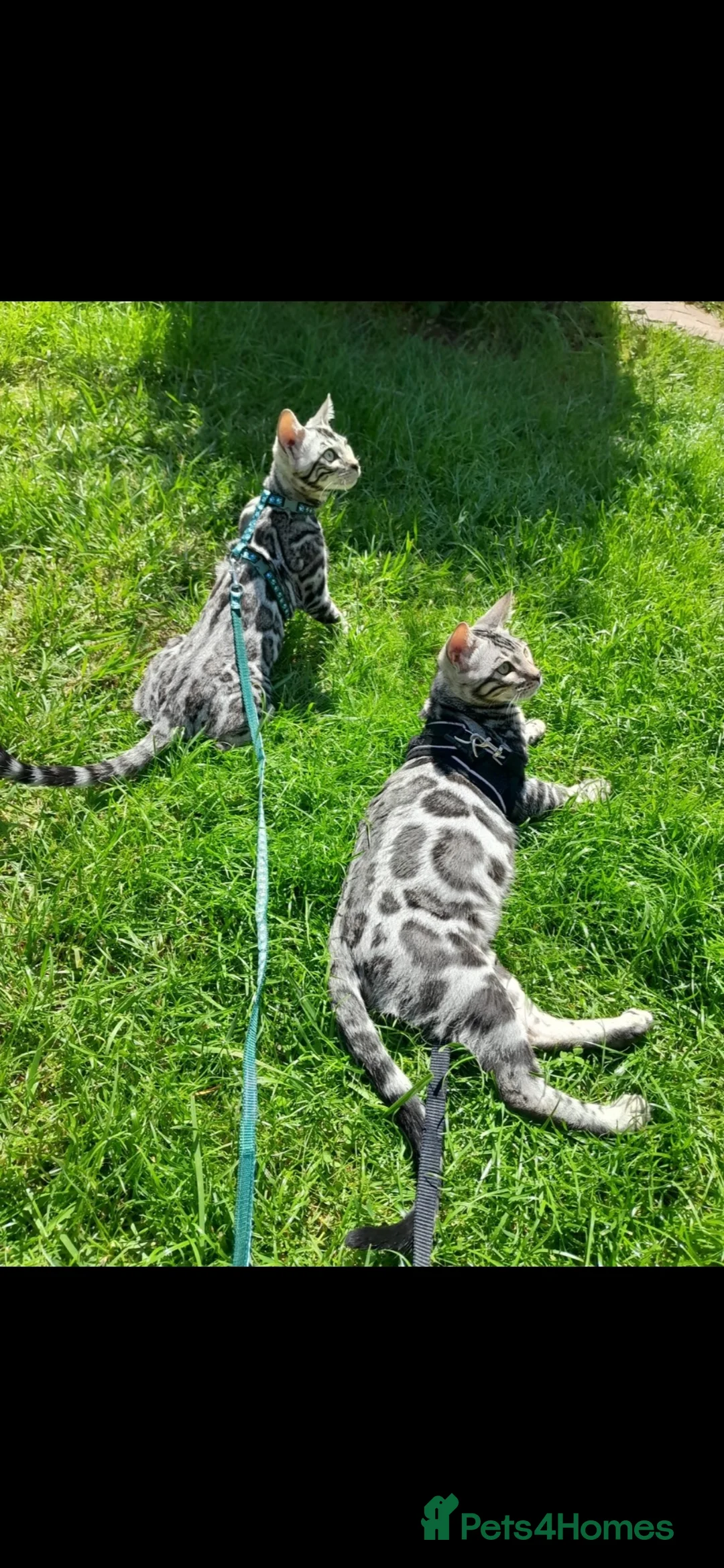 Bengal cats for sale: BENGAL 🤎 KITTEN 🔥 TICA REG…. ONE LEFT ‼️ - Advert 11