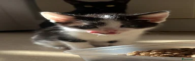  Kitten 3