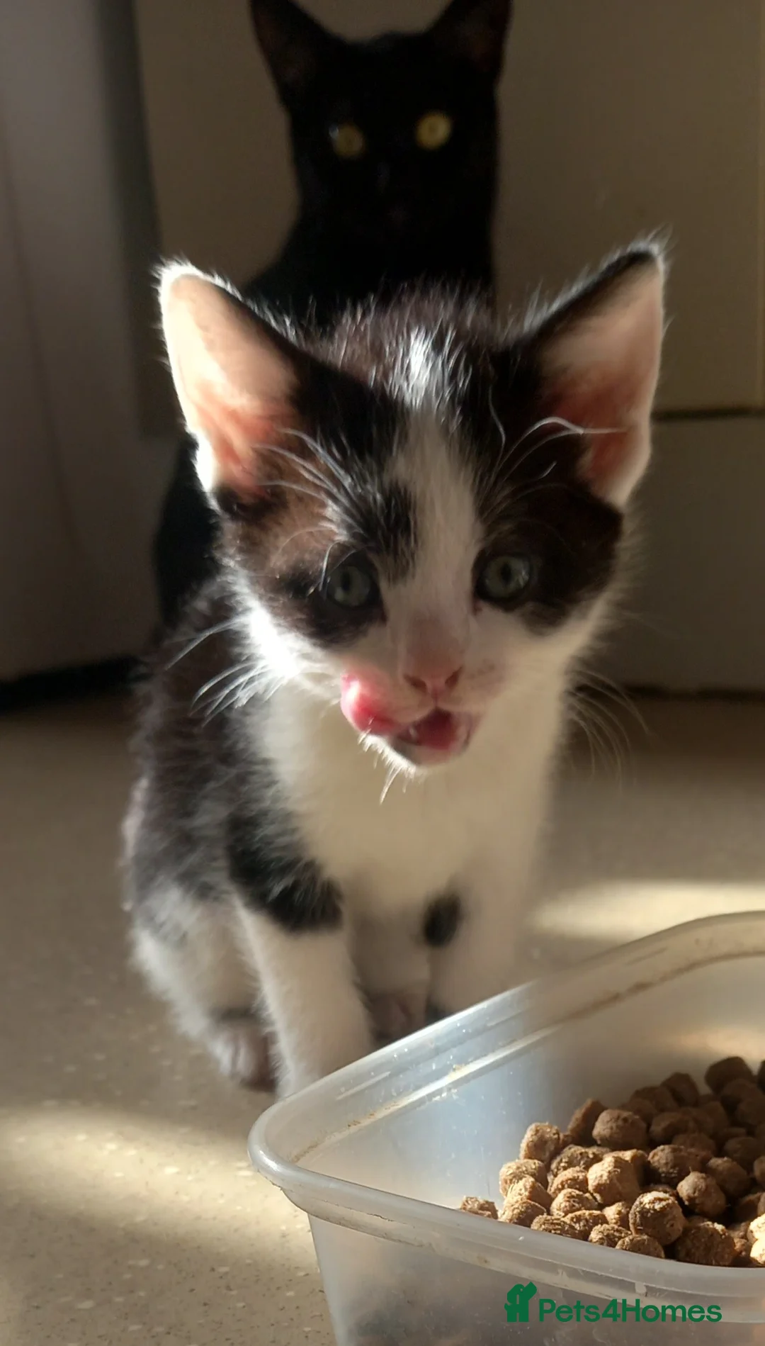 Mixed Breed cats for sale: 3 gorgeous kittens looking for  koving home - Advert 2
