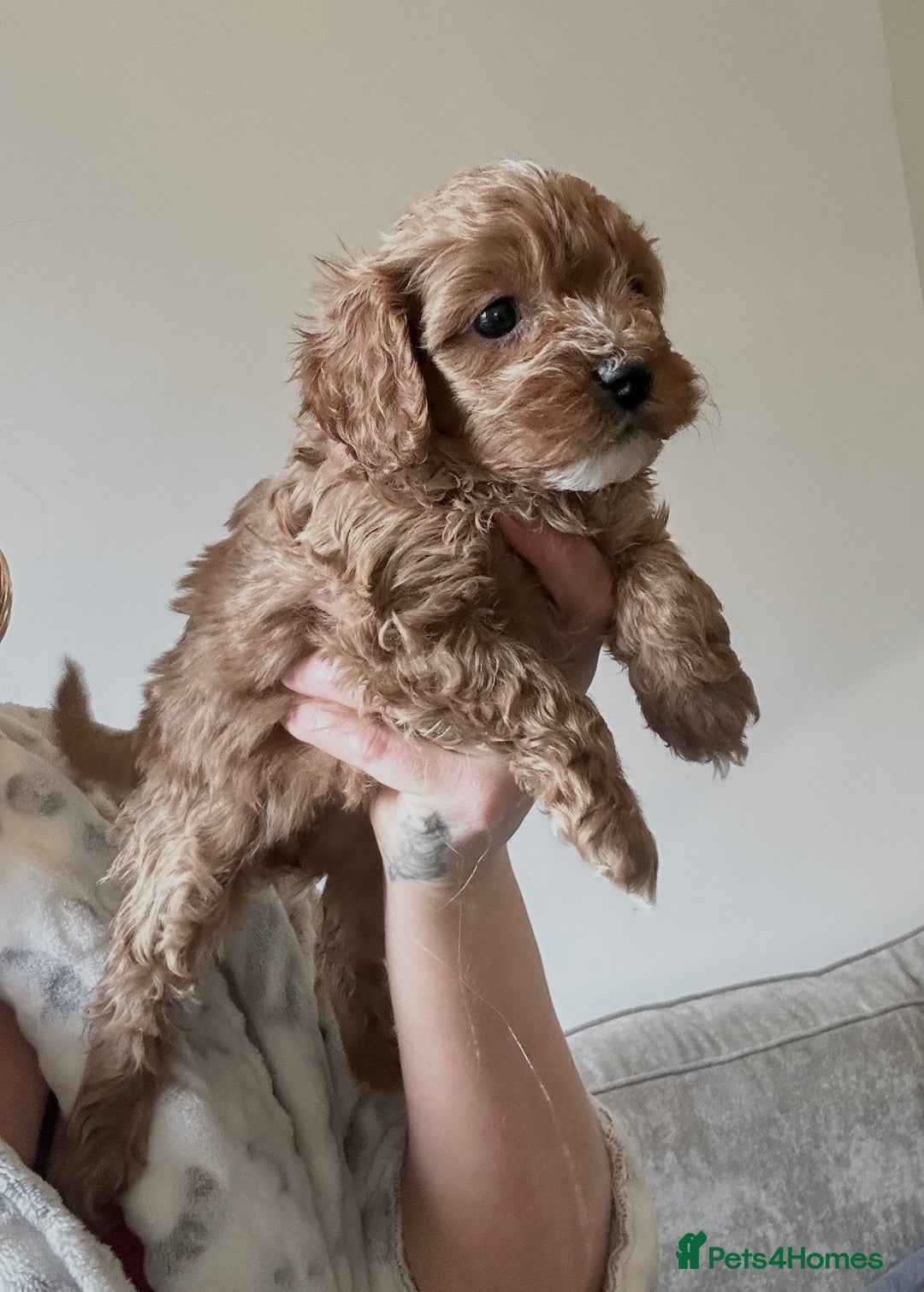 Cavapoo dogs for sale: Fully health tested Cavapoos’s  - Advert 11