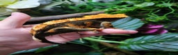 Gecko reptiles for sale: Unsexed Baby Crested Geckos - Advert 12