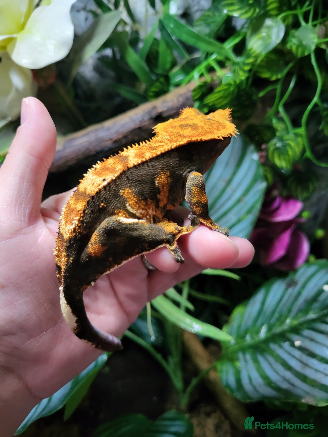 Gecko reptiles for sale: Unsexed Baby Crested Geckos - Advert 12