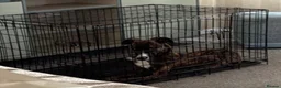 Mixed Breed dogs for sale: Willow - Greyhound/Whippet - Rehoming Required - Advert 4