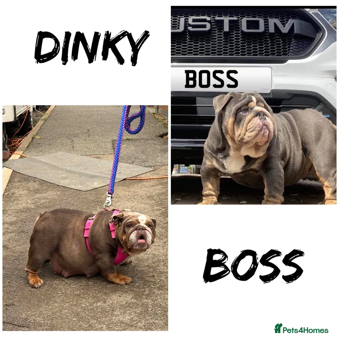 English Bulldog dogs for sale: English Bulldog Puppies  - Advert 2