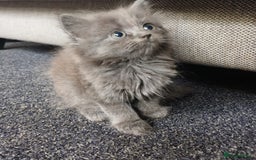 Ragdoll cats for sale: Beautiful kittens - Image 1