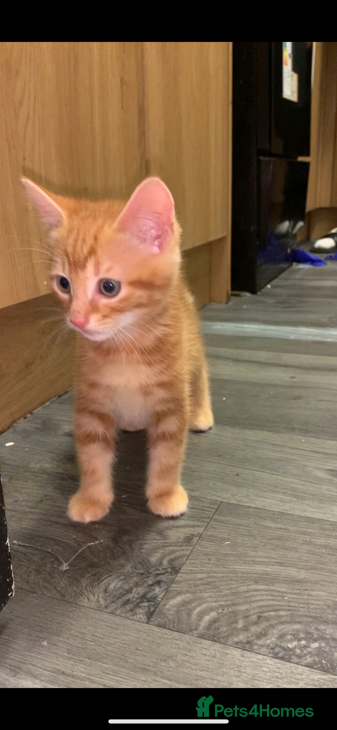 Bengal cats for sale: 2 x Beautiful Ginger - bengal mix - Advert 6