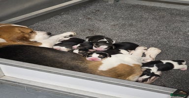 Beagle dogs - Advert 13