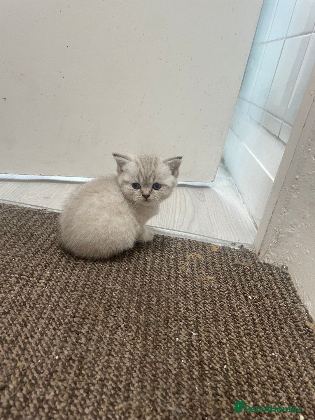 Scottish Fold cats for sale: Scottish fold  in London - Image 4