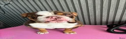 English Bulldog dogs for stud: Bulldog for stud in Manchester - Advert 2
