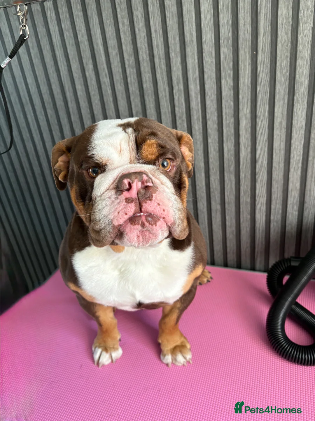 English Bulldog dogs for stud: Bulldog for stud in Manchester - Advert 2