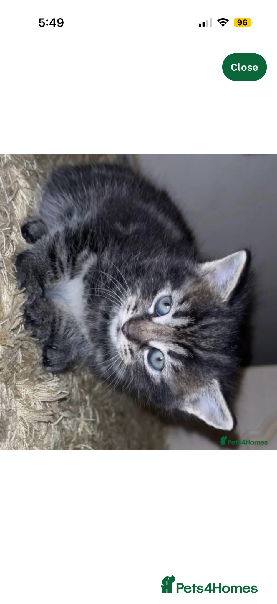 Mixed Breed cats Beautiful Kitten ready for his new home 🐈  - Advert 1