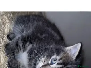 Mixed Breed cats Beautiful Kitten ready for his new home 🐈 - Advert 2