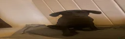 Mixed Breed dogs for sale: Cane corso  puppy in Nottingham - Advert 1