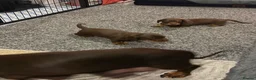 Dachshund dogs for sale: Miniature Dachshunds  - Advert 15