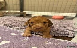 Miniature Dachshund dogs for sale: Miniature dachshund - Image 11
