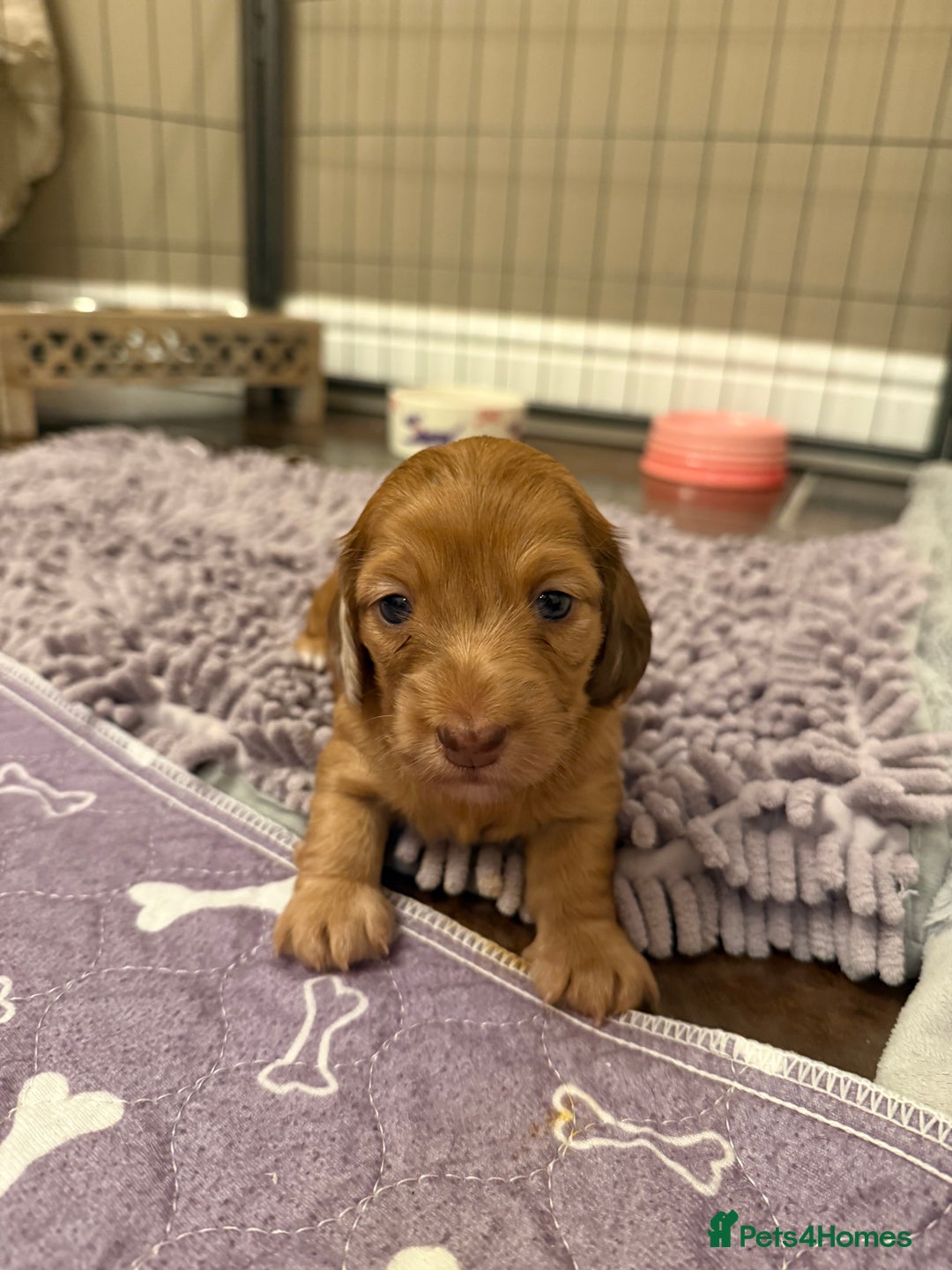 Miniature Dachshund dogs for sale: Miniature dachshund - Image 11