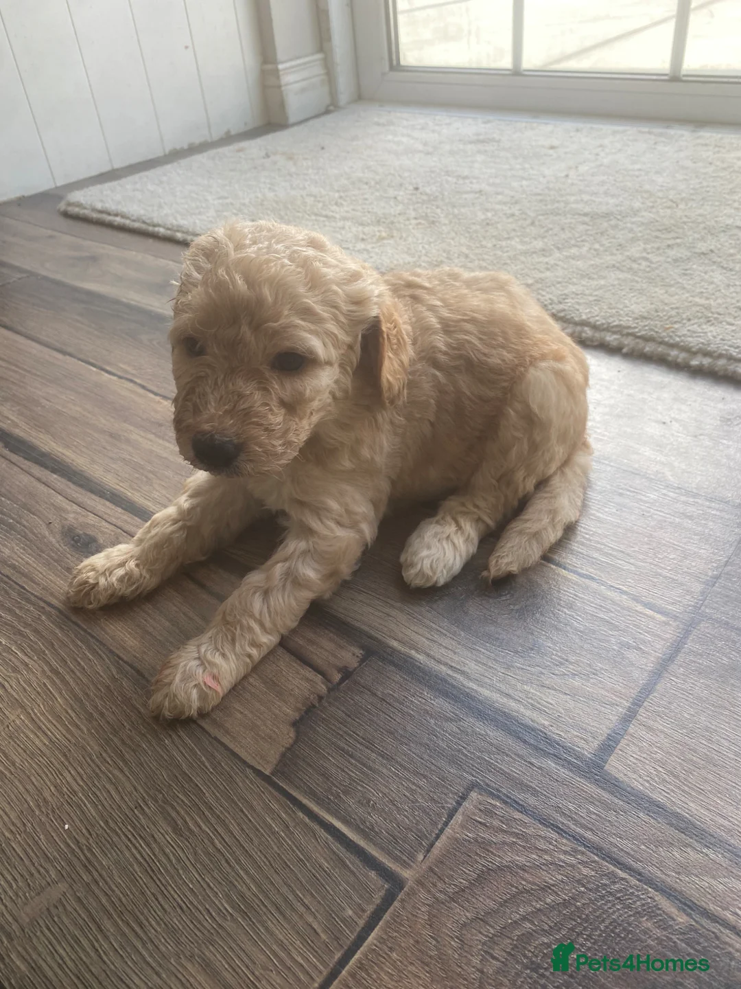 Irish Doodle dogs for sale: 5 stunning Irish doodles. Ready today in Carlisle - Advert 1
