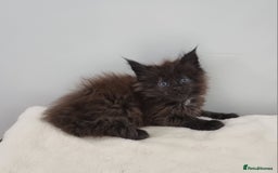 Maine Coon cats for sale: Pedigree GCCF Maine Coon Kitten available  - Image 34