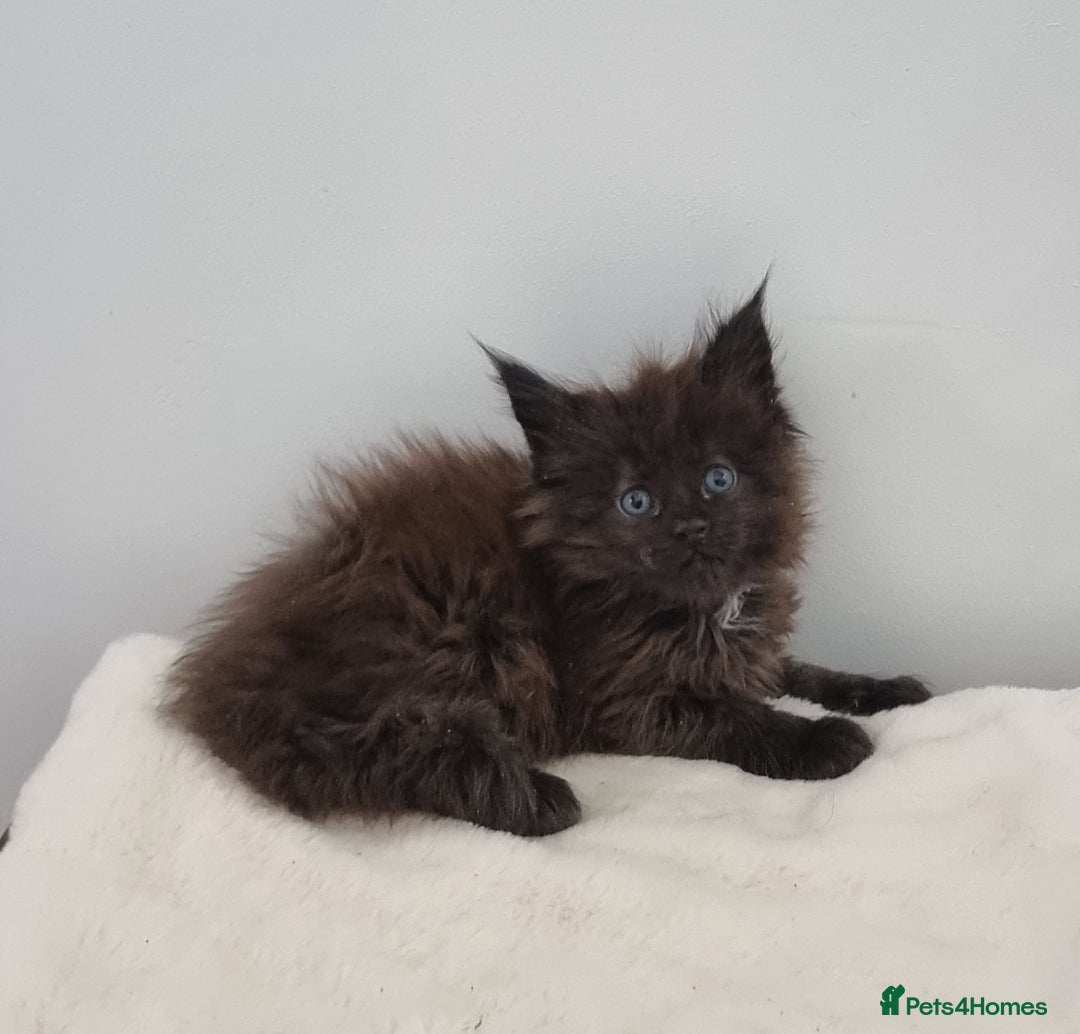 Maine Coon cats for sale: Pedigree GCCF Maine Coon Kitten available  - Image 34