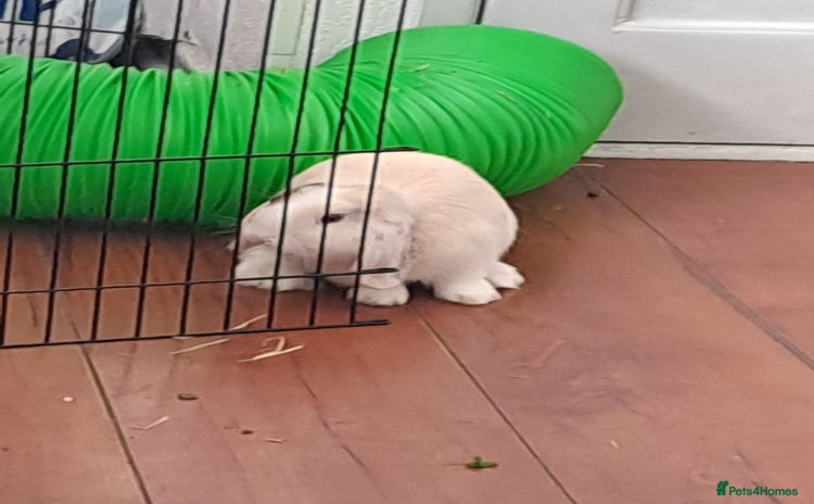 Mini Lop rabbits - Advert 1
