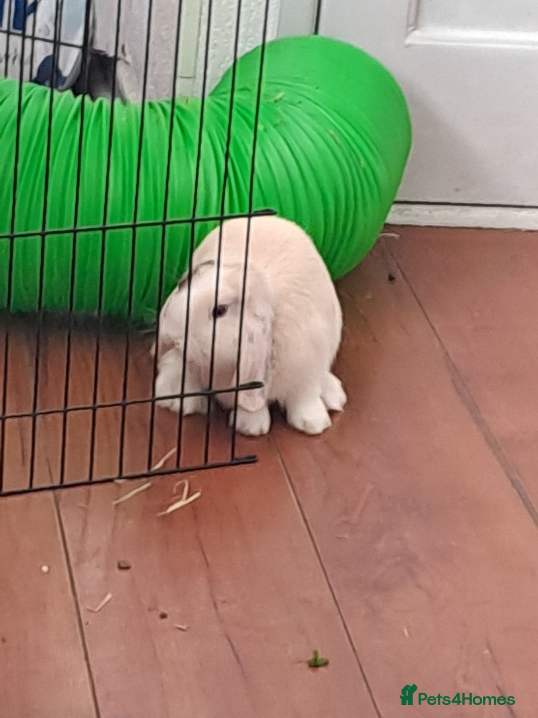 Mini Lop rabbits for sale: Two bonded young buck rabbits - Image 1