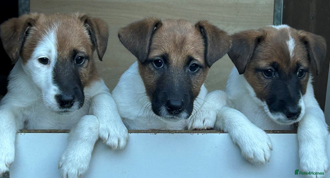 Fox Terrier dogs for sale: Smooth Fox Terrier Puppies For Sale - Image 2