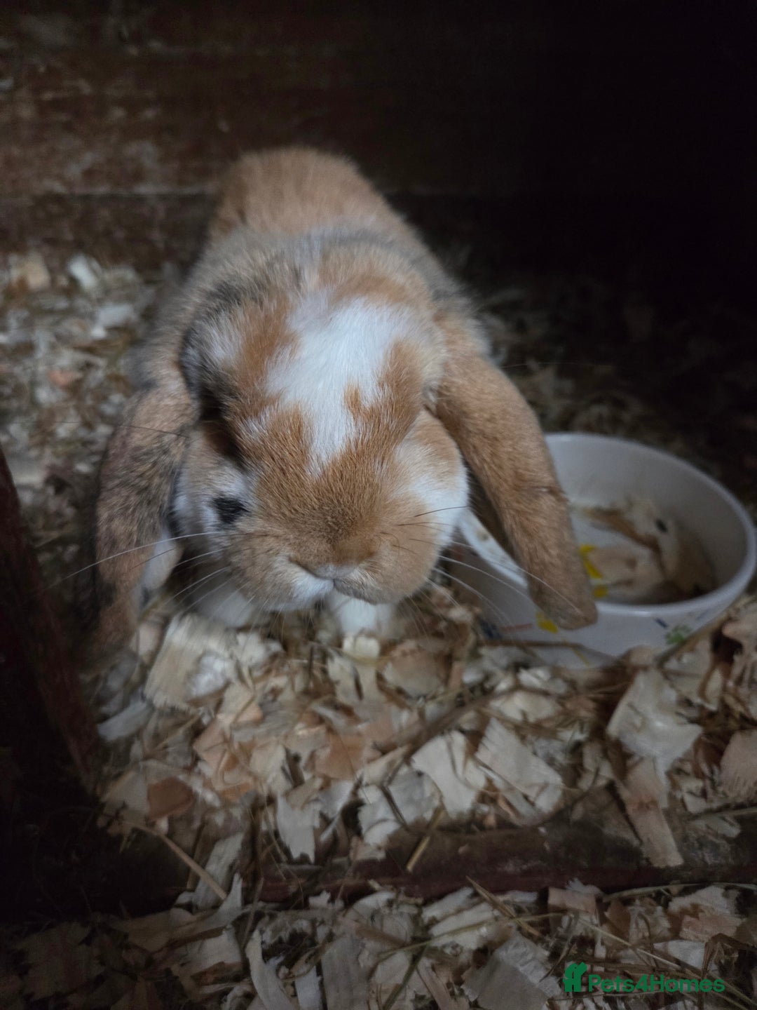 Mini Lop rabbits for sale: ♥️friendly mini lops FROM £30 ♥️ - Advert 3
