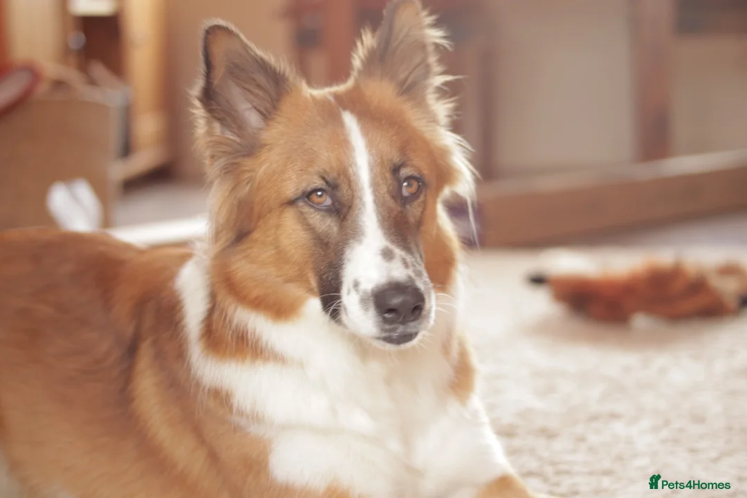 Mixed Breed dogs for adoption: Handsome Walter is looking for his forever home!  in Banchory - Advert 1