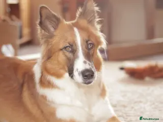 Mixed Breed dogs Handsome Walter is looking for his forever home! - Advert 1