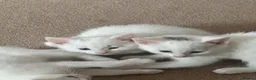 Mixed Breed cats for sale: Kittens - Advert 8