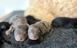 Cavapoochon dogs for sale: Rare Cavapoochons Home Raised PRA clear - Image 2