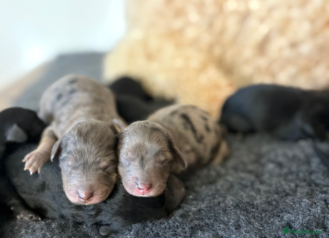 Cavapoochon dogs for sale: Rare Cavapoochons Home Raised PRA clear - Image 2