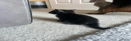 Bengal cats for sale: Beautiful kittens  in Swindon - Advert 11