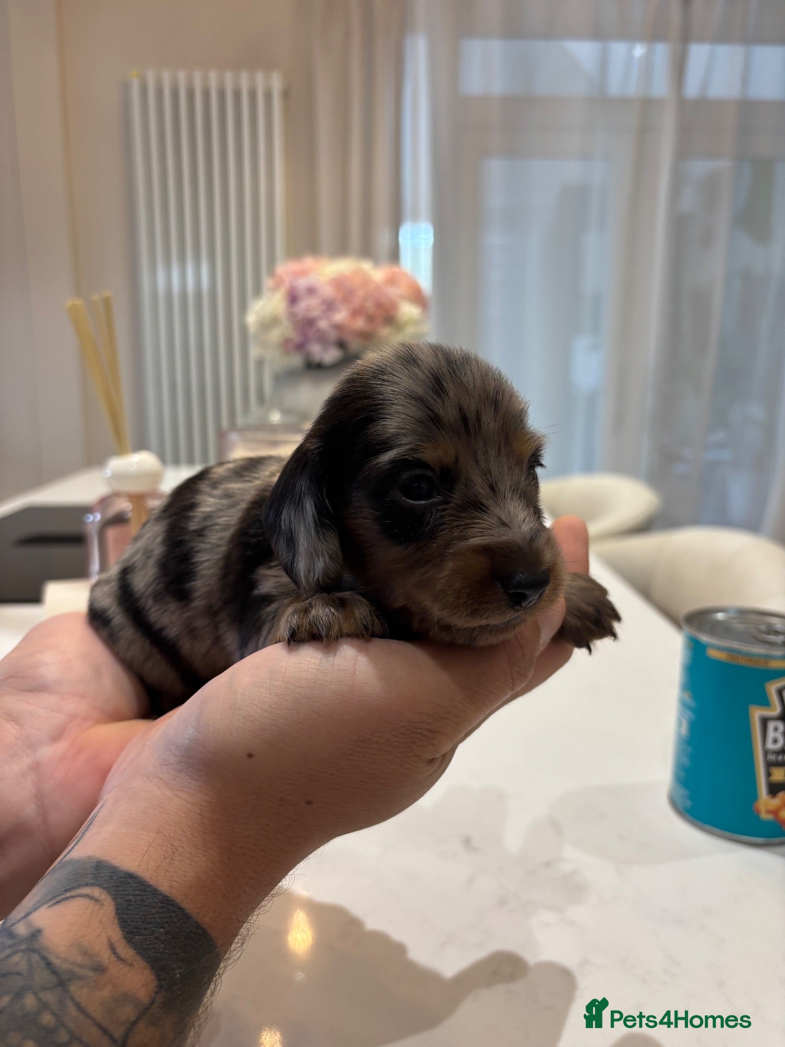 Miniature Dachshund dogs Long hair/short hair miniature dachshund💖 - Advert 1