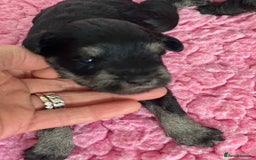 Miniature Schnauzer dogs for sale: 5*MINIATURE SCHNAUZER PUPPIES - Image 9