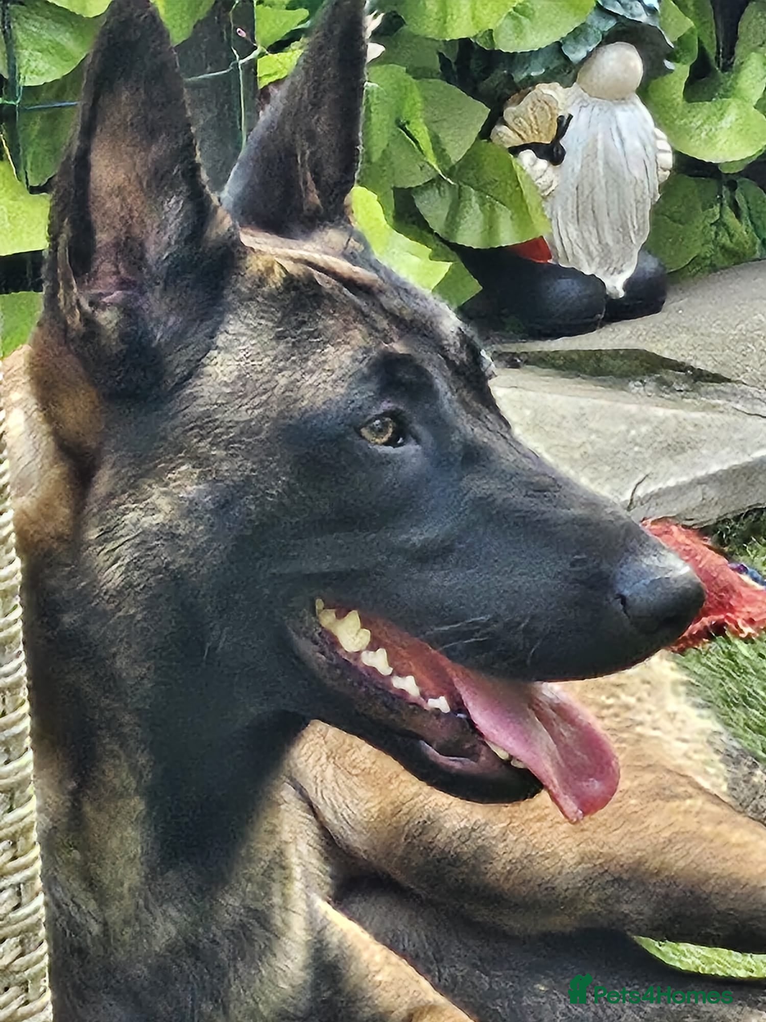 Belgian Shepherd Dog dogs Belgian Malinois Puppies for Sale 9 available - Advert 16