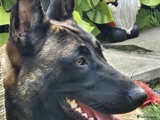 Belgian Shepherd Dog dogs Belgian Malinois Puppies for Sale 9 available - Advert 1