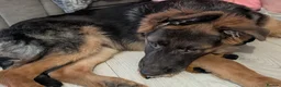 German Shepherd dogs for sale: German shepherd pup - Advert 3