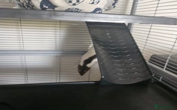 Rat rodents for sale: 2 female rats  - Image 3