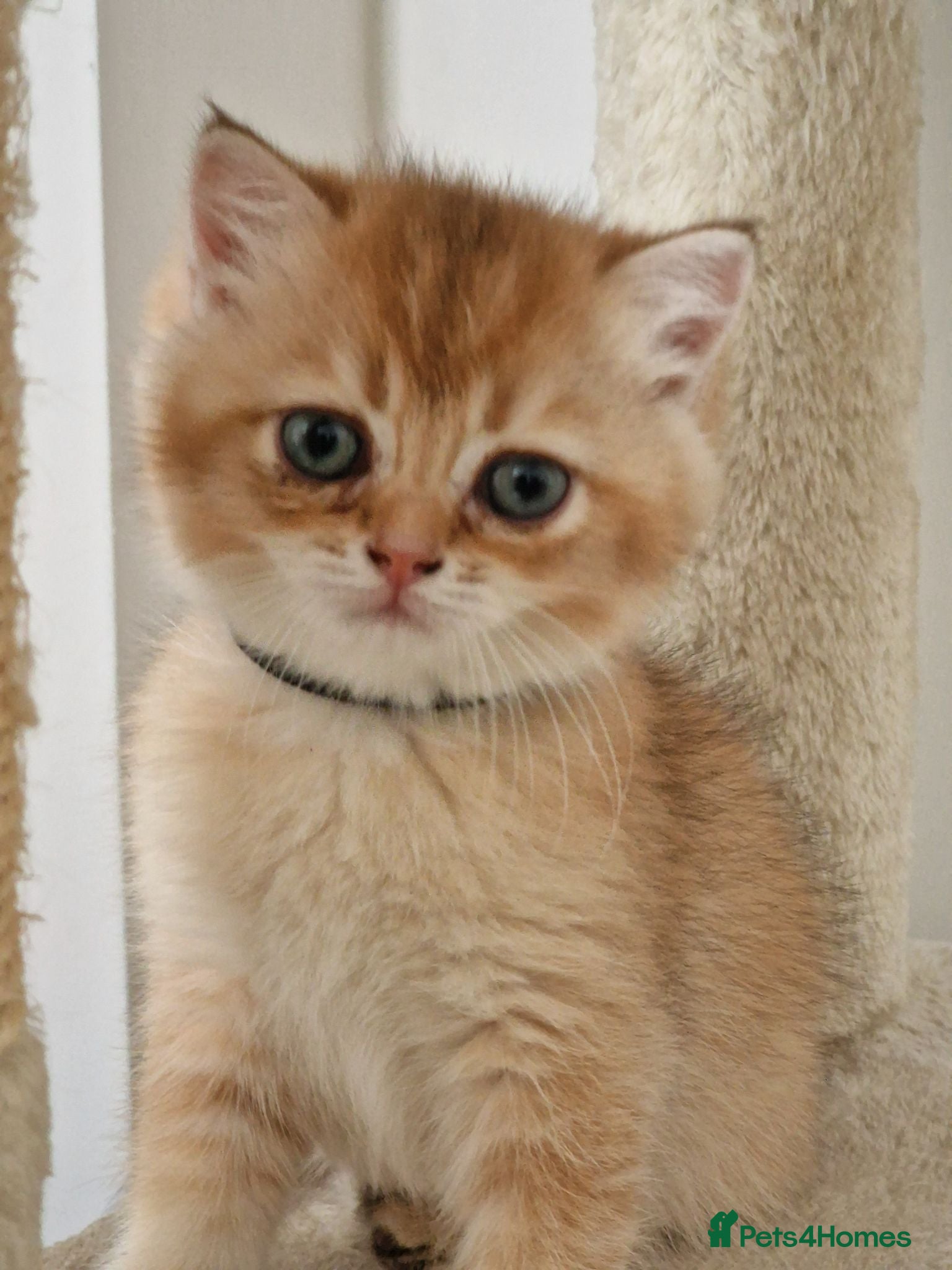 British Shorthair cats GCCF BY12 Golden British Shorthair Kittens - Advert 6
