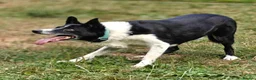 Border Collie dogs for adoption: Meet Max, looking for a new family or foster home - Advert 10
