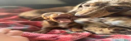 Miniature Dachshund dogs for sale: Miniature dachshund  in Thirsk - Advert 6